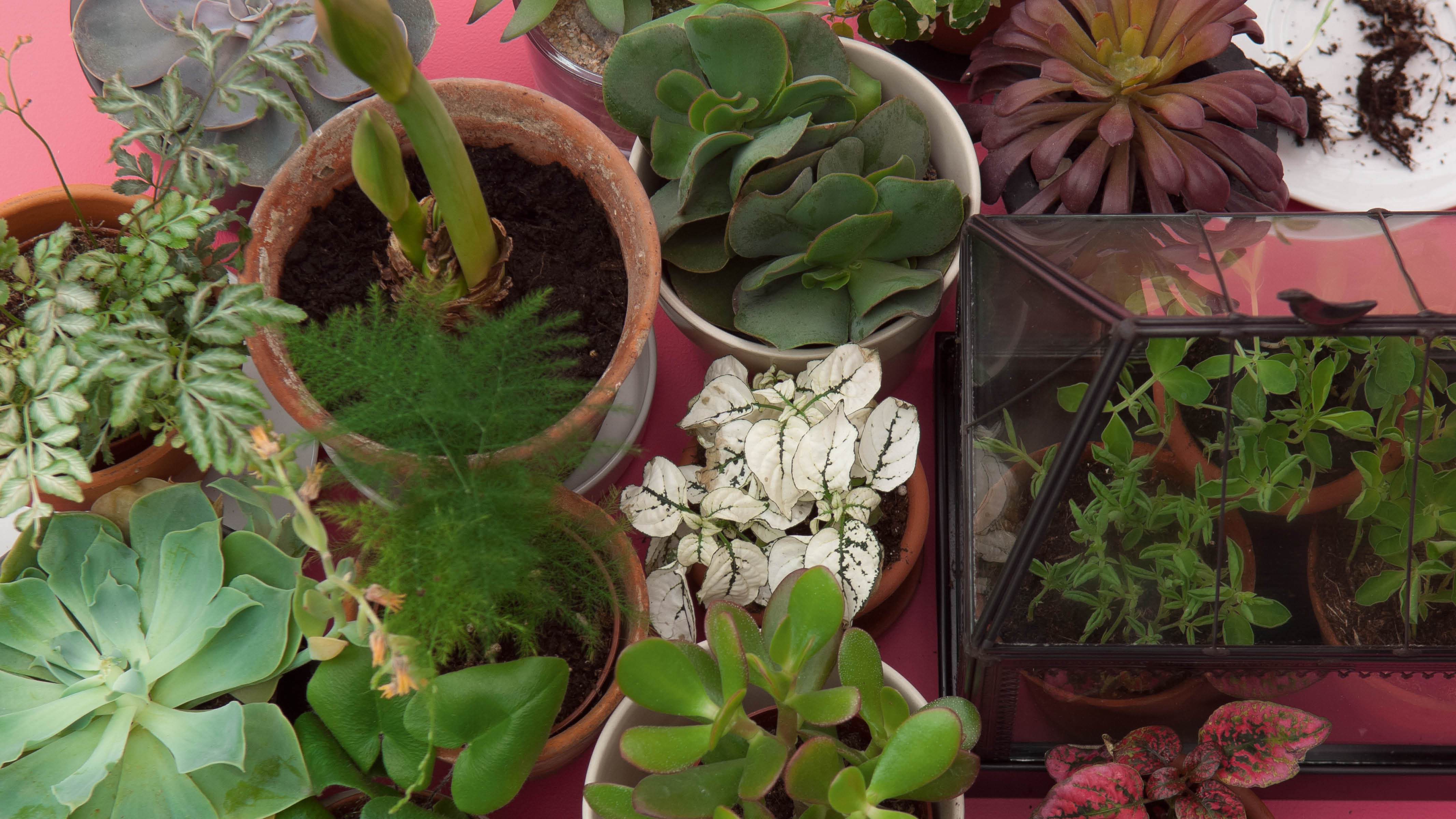 Effekten af planter Planter giver en venlig, frisk og levende følelse i praktisk taget ethvert rum.